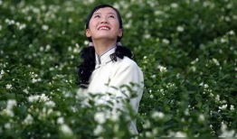茉莉电视剧,绽放的青春传奇